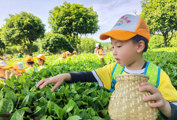 幼儿园萌娃变身“小茶农”体验家乡茶文化